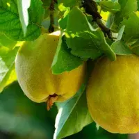 Kdoule v kuchyni: Recept na domácí želé s limetou a tipy, jak jimi nahradit difuzér