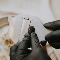 Velký návrat lanýžů do Česka: Díky změně legislativy je možné lanýže opět pěstovat