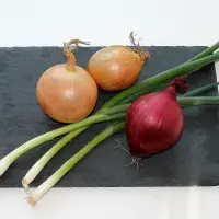 Druhy cibule a jejich využití v kuchyni
