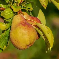 Padá hruška, upečte koláč