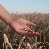 Co je kamut, rýž či špalda? Staré odrůdy pšenice jedli naši předkové i faraoni