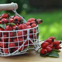 Jak zpracovat Jak zpracovat šípky? Zkuste čaj, džem nebo omáčku