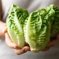 Římský, ledový, hlávkový salát, dubáček, lollo. Jak je využít v kuchyni?