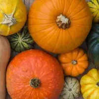 Jak vybrat dýni, dobře ji oloupat a využít v kuchyni