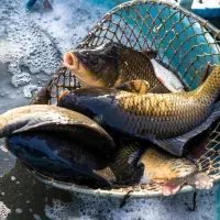 Kapr, losos nebo humr? Má česká klasika na Vánoce ještě šanci? 