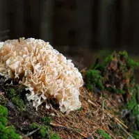 Čerstvé houby na prodej? O které je zájem a kdo je může prodávat?