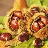 Kaštanová sezona: Jak sbírat, připravit a vychutnat si jedlé kaštany