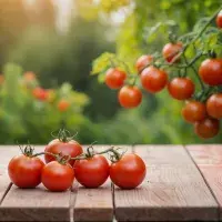 Jaké druhy rajčat existují? Jak je uchovat i využít ve 30 receptech?