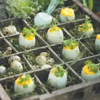 Plněná vejce s lanýžovým olejem