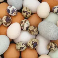 Jaká vejce se dají jíst kromě slepičích? Přehled netradičních vajec