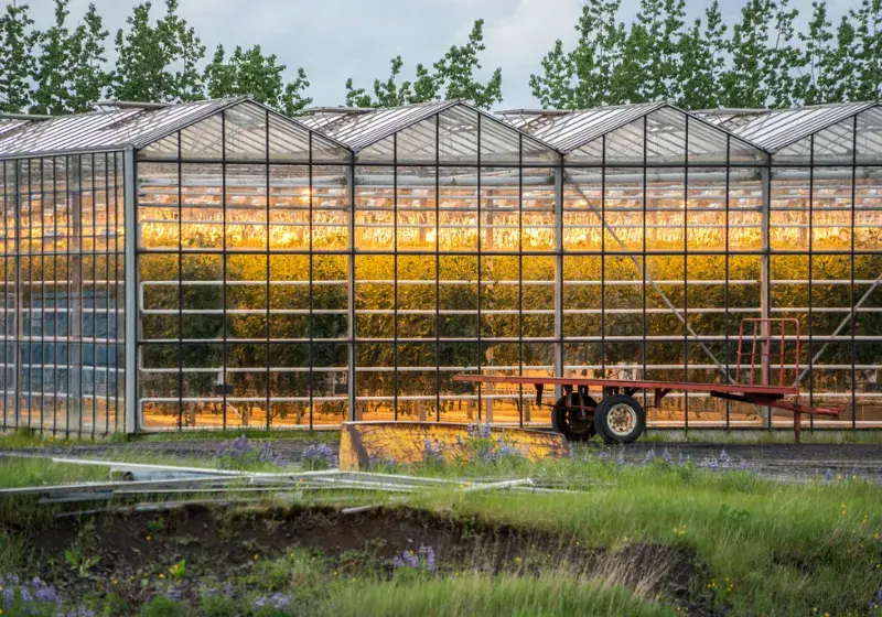 Islandské skleníky