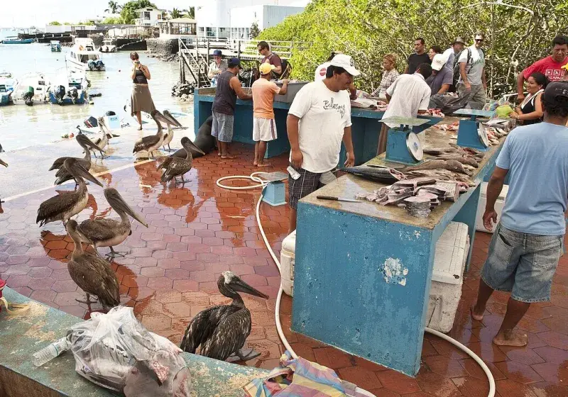 Rybí trh na Galapágách
