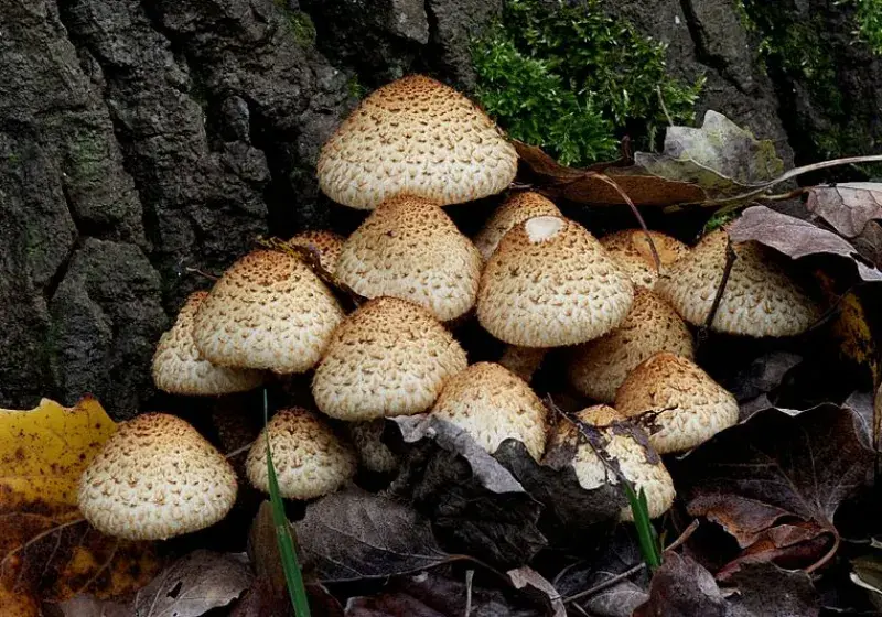 Šupinovka kostrbatá