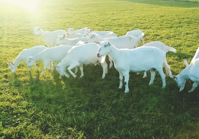 Francouzské kozy sánské