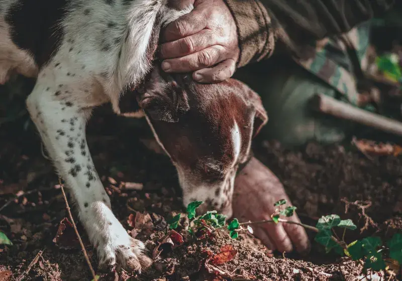Pes na hledání lanýžů