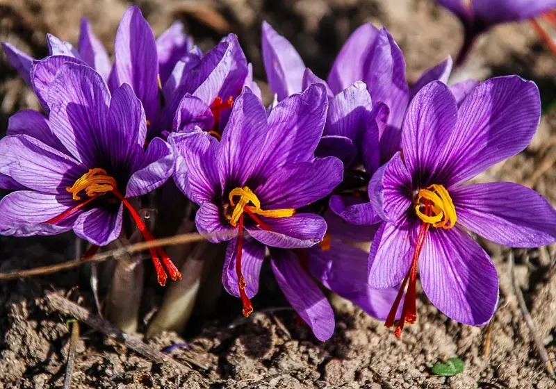 květy šafránu
